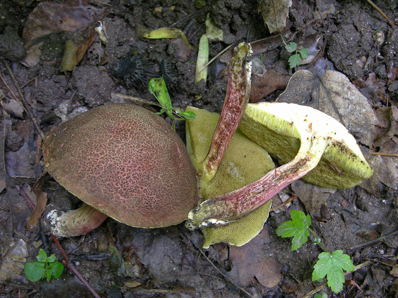 Xerocomus sp.